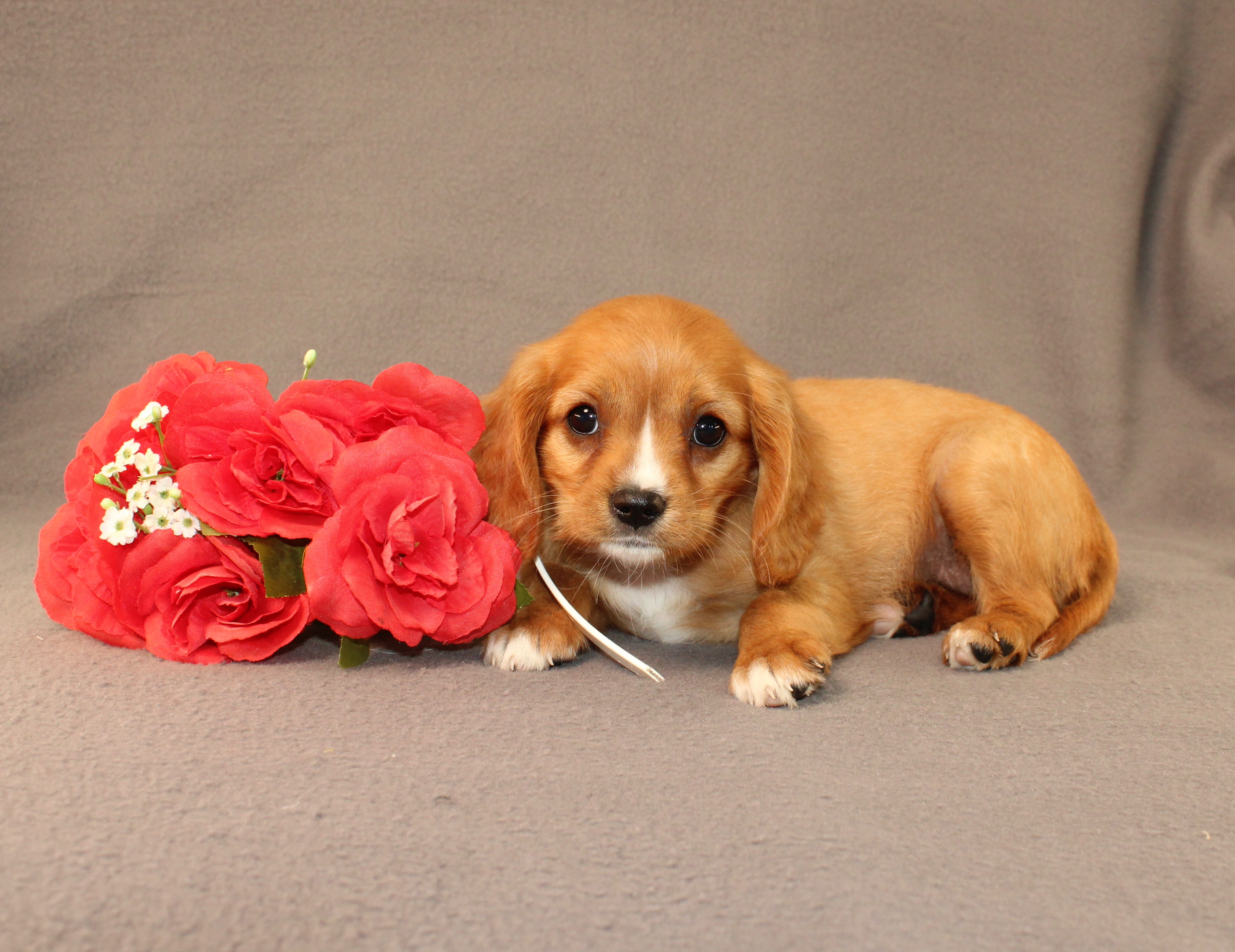 puppy, for, sale, Miniature Golden Retriever, Ivan J. Stoltzfus, dog, breeder, Dornsife, PA, dog-breeder, puppy-for-sale, forsale, nearby, find, puppyfind, locator, puppylocator, aca